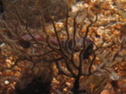 2009_09_21_a_10_02_trebeurden