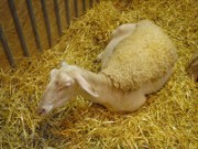 2010_03_05_005_salon_agriculture