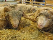 2010_03_05_007_salon_agriculture