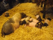 2010_03_05_017_salon_agriculture