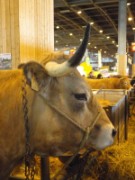 2010_03_05_024_salon_agriculture