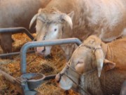 2010_03_05_026_salon_agriculture