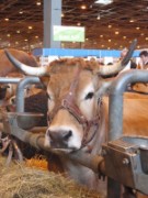 2010_03_05_027_salon_agriculture