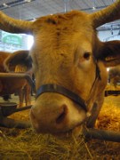 2010_03_05_031_salon_agriculture