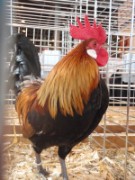 2010_03_05_033_salon_agriculture