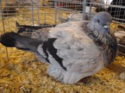 2010_03_05_034_salon_agriculture