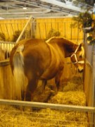 2010_03_05_039_salon_agriculture