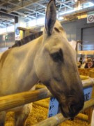 2010_03_05_047_salon_agriculture