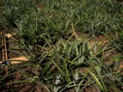 2010_05_24_008_nature_capitale