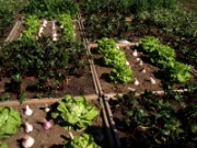 2010_05_24_013_nature_capitale