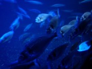 2010_11_02_004_aquarium_trocadero