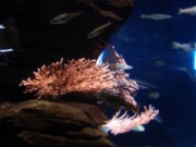 2010_11_02_005_aquarium_trocadero