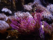 2010_11_02_006_aquarium_trocadero