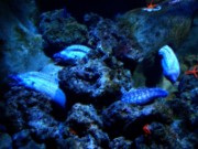 2010_11_02_008_aquarium_trocadero