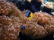 2010_11_02_010_aquarium_trocadero