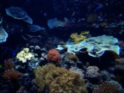 2010_11_02_011_aquarium_trocadero