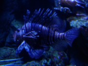 2010_11_02_013_aquarium_trocadero