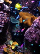 2010_11_02_014_aquarium_trocadero