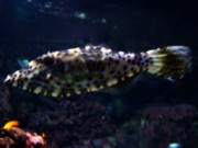 2010_11_02_015_aquarium_trocadero