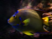 2010_11_02_016_aquarium_trocadero