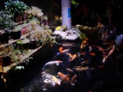 2010_11_02_019_aquarium_trocadero