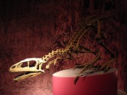 2011_06_01_mnhn_expo_ombre_dinosaures