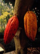 2011_10_15_002_musee_chocolat