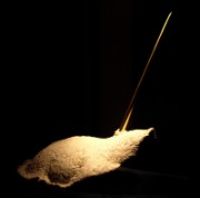 2012_03_07_expo_betes_off