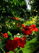 2012_08_04_009_parc_bagatelle