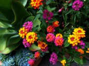 2012_08_04_012_parc_bagatelle