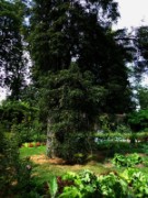 2012_08_04_016_parc_bagatelle_marronier