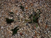 2012_08_04_017_parc_bagatelle_marronier