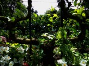 2012_08_04_018_parc_bagatelle