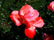 2012_08_04_029_parc_bagatelle