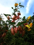 2012_08_04_030_parc_bagatelle