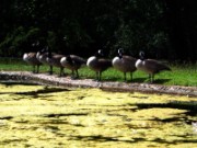 2012_08_04_032_parc_bagatelle