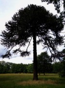 2012_08_04_036_parc_bagatelle_araucaria