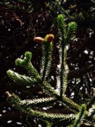 2012_08_04_037_parc_bagatelle_araucaria