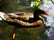 2012_08_04_041_parc_bagatelle