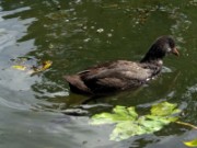 2012_08_04_042_parc_bagatelle