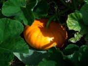 2012_08_04_048_parc_bagatelle