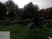 2012_10_19_014_fiac_tuileries