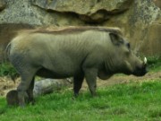 2013_06_23_011_ohm_thoiry