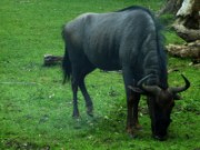 2013_06_23_017_ohm_thoiry