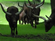 2013_06_23_024_ohm_thoiry