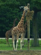 2013_06_23_031_ohm_thoiry