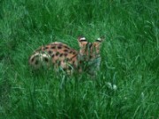 2013_06_23_045_ohm_thoiry