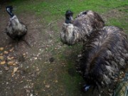 2013_06_23_046_ohm_thoiry