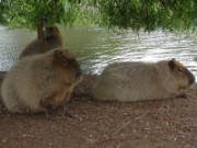 2013_06_23_051_ohm_thoiry