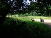 2013_06_30_009_randonnee_cesson